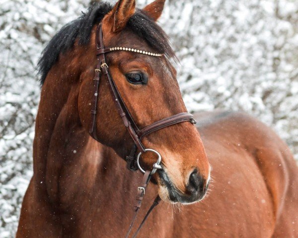 jumper Comano R (German Sport Horse, 2016, from Cesano II)