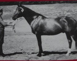 stallion Melit Mo 1285 (Heavy Warmblood, 1967, from Marlin xx Mo 1223)