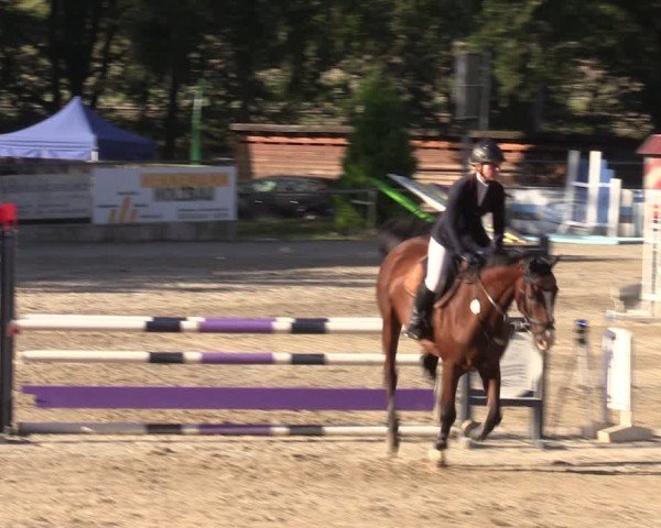 Reitturnier Lgl.-Oberhain, B95 2024