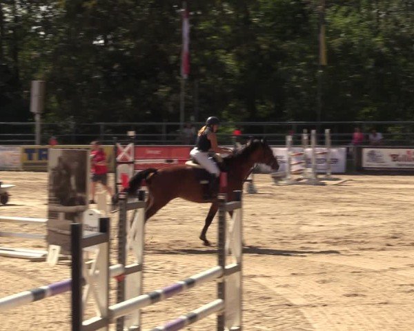 Reitturnier Lgl.-Oberhain, B95 2024