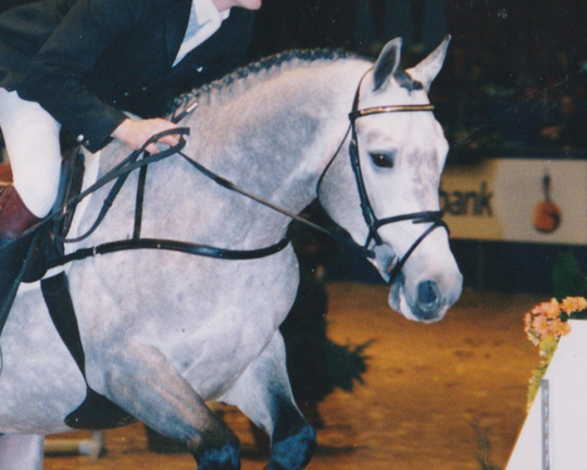 stallion Goodlord (Nederlands Rijpaarden en Pony, 1993, from Goodtimes)