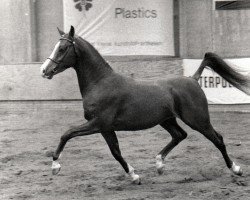 Deckhengst Everglade (Nederlands Rijpaarden en Pony, 1991, von El Beauty)