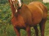 broodmare Tosca Uuscka Lady (Nederlands Rijpaarden en Pony, 1980, from Mischaz AA)