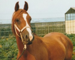 Zuchtstute Tosca Uuscka Lady (Nederlands Rijpaarden en Pony, 1980, von Mischaz AA)