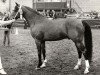 Deckhengst El Beauty (Nederlands Rijpaarden en Pony, 1974, von El Malaak ox)