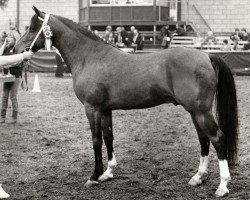 Deckhengst El Beauty (Nederlands Rijpaarden en Pony, 1974, von El Malaak ox)