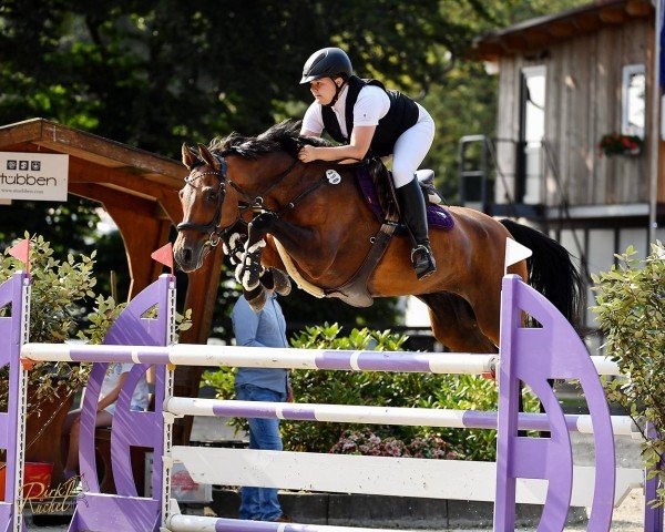 jumper Castina 6 (Oldenburg show jumper, 2014, from Castino 4)