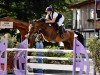 jumper Castina 6 (Oldenburg show jumper, 2014, from Castino 4)