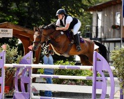 jumper Castina 6 (Oldenburg show jumper, 2014, from Castino 4)