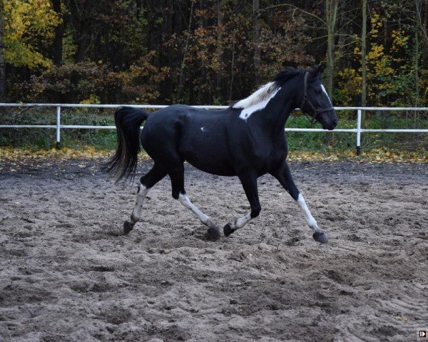 broodmare Dezi (Polish Warmblood, 2015, from Polonez)