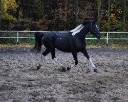 Zuchtstute Dezi (Polnisches Warmblut, 2015, von Polonez)