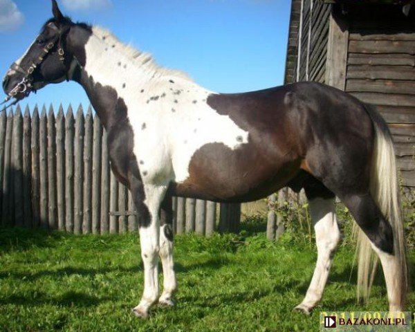 horse Polonez (Polish Warmblood, 1995, from Parys)