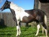 horse Polonez (Polish Warmblood, 1995, from Parys)