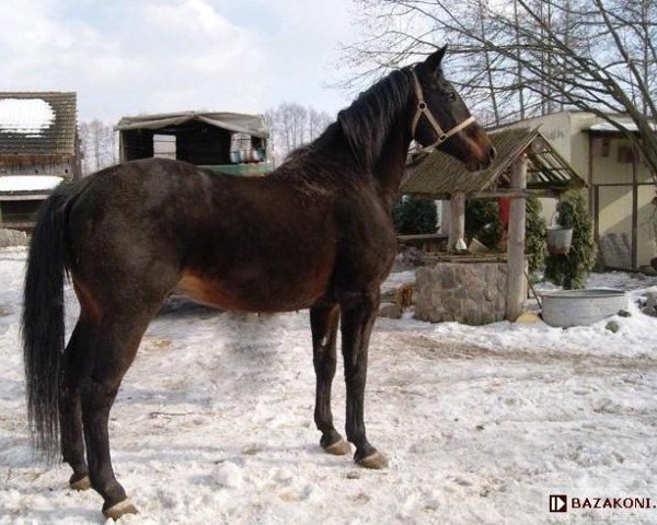 Pferd Patryk (Wielkopolska, 1997)