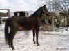 horse Patryk (Great Poland (wielkopolska), 1997)