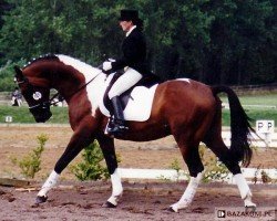 stallion Centyfor (Little-Poland (malopolska), 1987, from Kwartet)