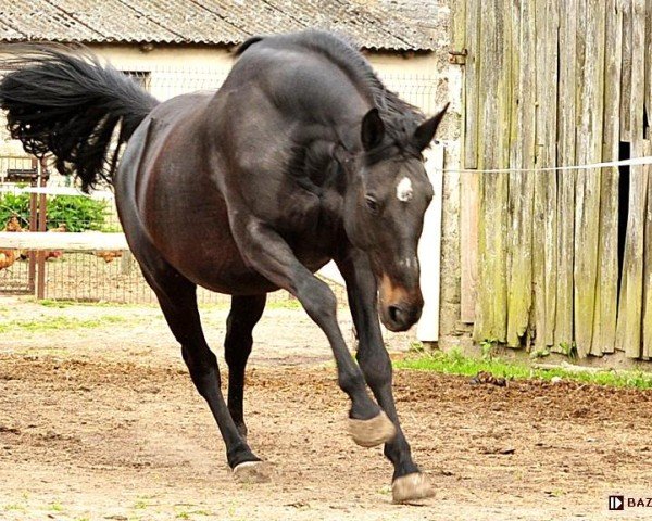 broodmare Diana (Great Poland (wielkopolska), 2008, from Patryk)