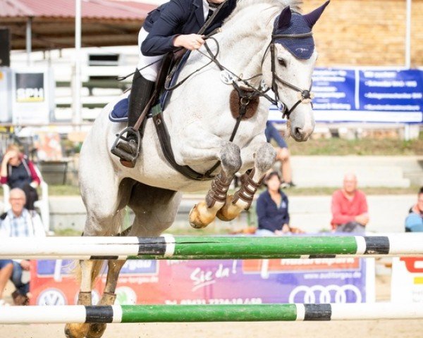 jumper Quitty Sun (German Sport Horse, 2007, from Collini)