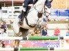 jumper Quitty Sun (German Sport Horse, 2007, from Collini)