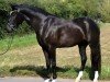 dressage horse Le Noir 48 (Belgian Warmblood, 2020, from Rock me van het Bloemenhof)