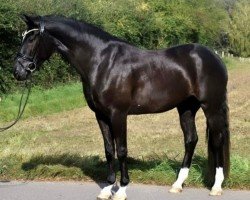 dressage horse Le Noir 48 (Belgian Warmblood, 2020, from Rock me van het Bloemenhof)