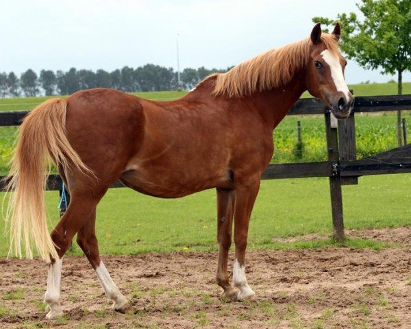 broodmare Connie (Nederlands Rijpaarden en Pony, 1984, from El Khafif ox)