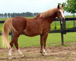 Zuchtstute Connie (Nederlands Rijpaarden en Pony, 1984, von El Khafif ox)