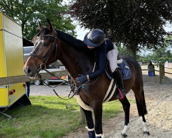 jumper Cro 18 (Oldenburg show jumper, 2020, from Conthargos)