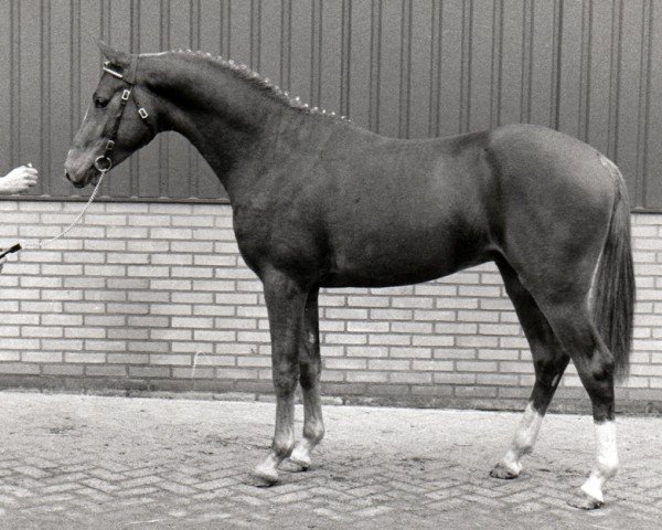 horse Emir (Nederlands Rijpaarden en Pony, 1990, from Eduard)