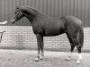 horse Emir (Nederlands Rijpaarden en Pony, 1990, from Eduard)