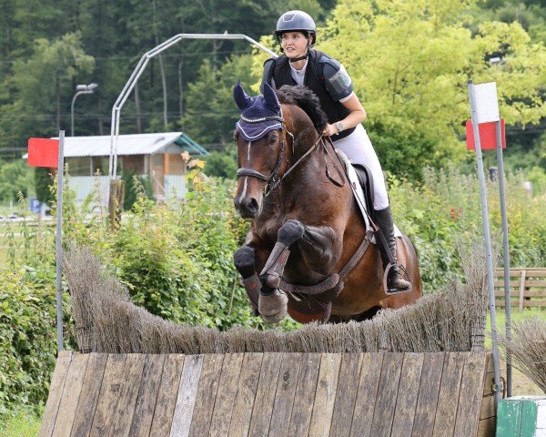 dressage horse Sachiko 2 (Westphalian, 2010, from Son of Cologne)