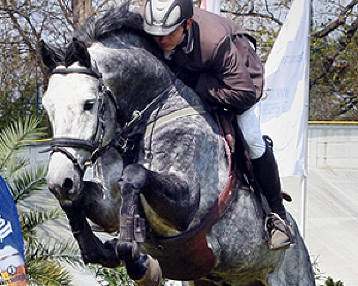 stallion Con Calma (Holsteiner, 2005, from Calato)