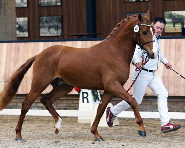 horse Vivaldo (Nederlands Rijpaarden en Pony, 2014, from Viva La Bam)