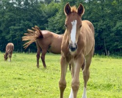 foal Reginald vom Blumenberg (Oldenburger, 2024, from Red Viper)