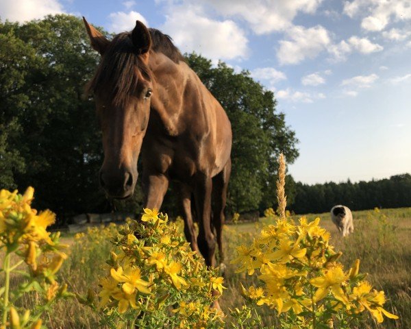 broodmare Loveliness G 3 (Hanoverian, 2015, from Livaldon)