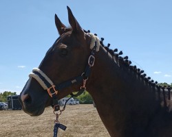 jumper Ignaz xx (Thoroughbred, 2011, from Peppercorn xx)