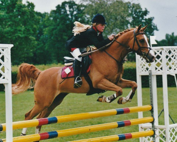 stallion Mubar (Nederlands Rijpaarden en Pony, 1992, from Mufaq ox)