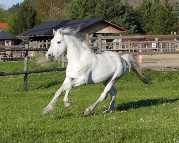 Deckhengst Green Heart Rian (Connemara-Pony, 2009)