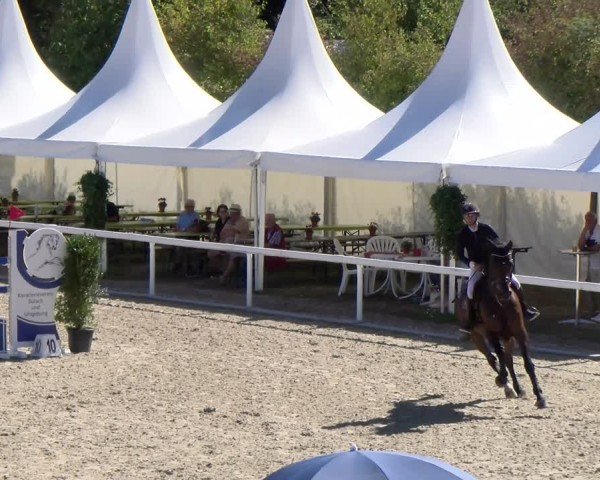 Reitturnier Bülach 2024