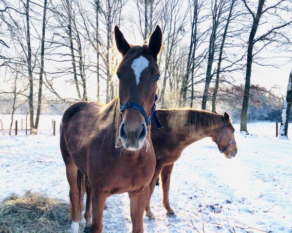 broodmare Wilde Katana (Oldenburg, 2017, from Kétanou)