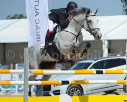 jumper Daouschka (KWPN (Royal Dutch Sporthorse), 2008, from Calato)