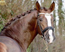 dressage horse Quanto Curo V/H Bloemenhof (Westphalian, 2013, from Quotenkönig 2)