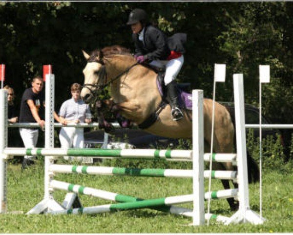 Zuchtstute Glaskopf Dun Breeda (Connemara-Pony, 2011, von Glaskopf Golden Merlin)