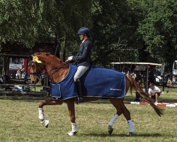 dressage horse Pentana (German Sport Horse, 2017, from Descolari)