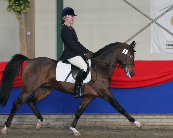 Deckhengst Nobility du Bois (Nederlands Rijpaarden en Pony, 1994, von Nucari)