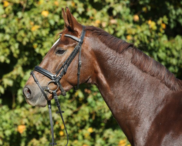 dressage horse Bitteschön SK (Westphalian, 2010, from Basic)