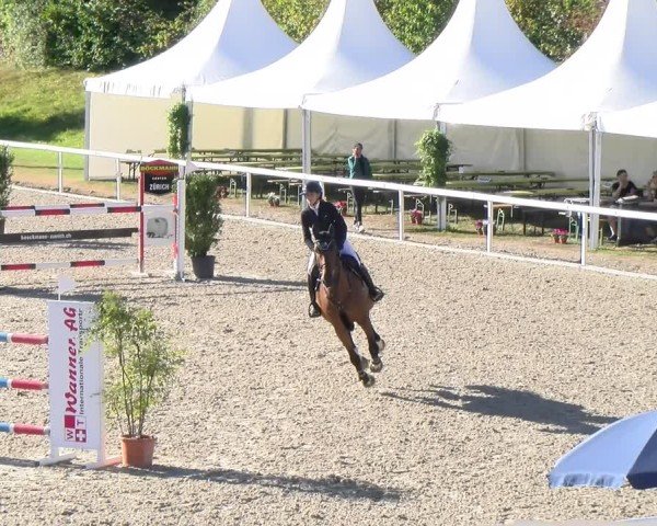 Reitturnier Bülach 2024