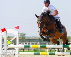 jumper Converta (Oldenburg show jumper, 2005, from Converter I)