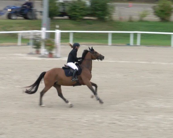 Reitturnier Bülach 2024