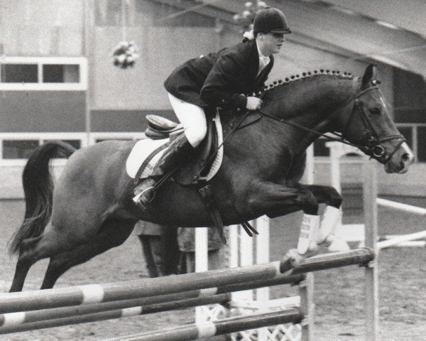 stallion El Brando (Nederlands Rijpaarden en Pony, 1990, from El Beauty)